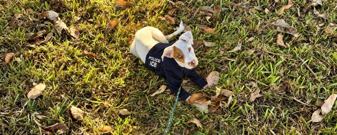 Ice the ICE Dog - Adorable puppy in ICE jacket